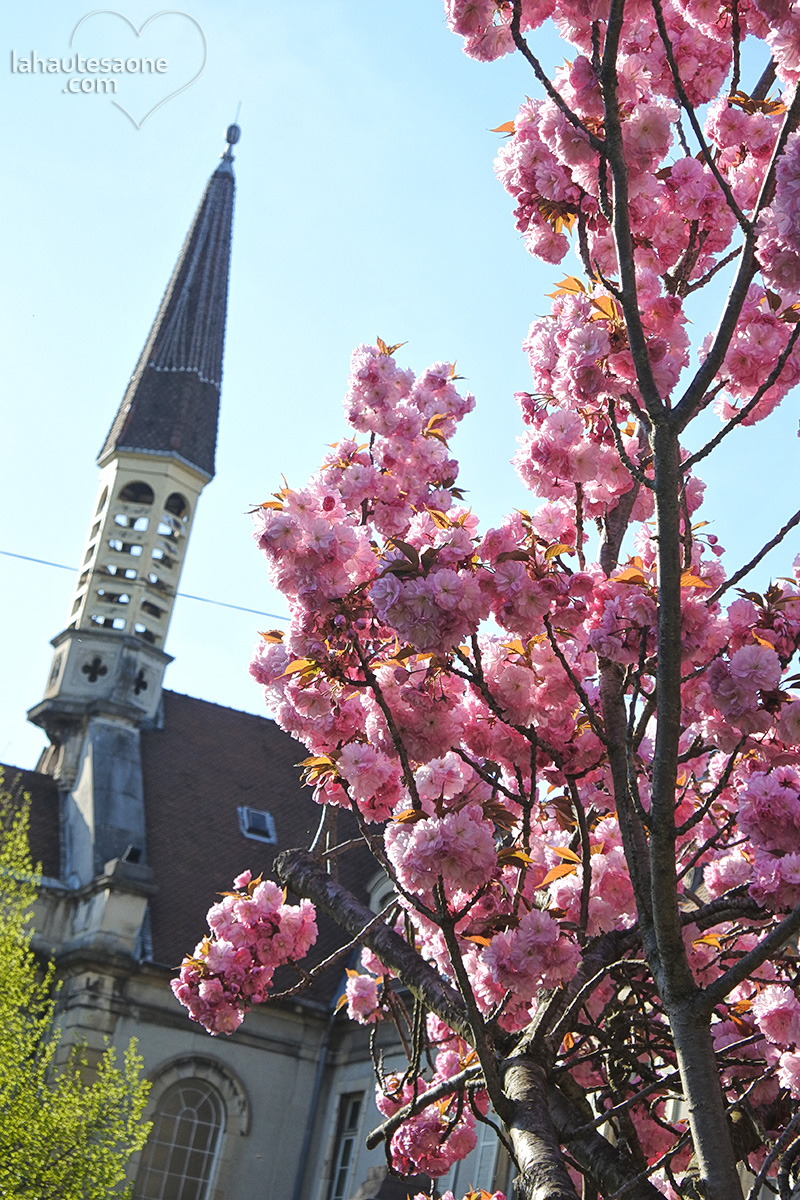 vesoul-eglise-arbre-fleuri