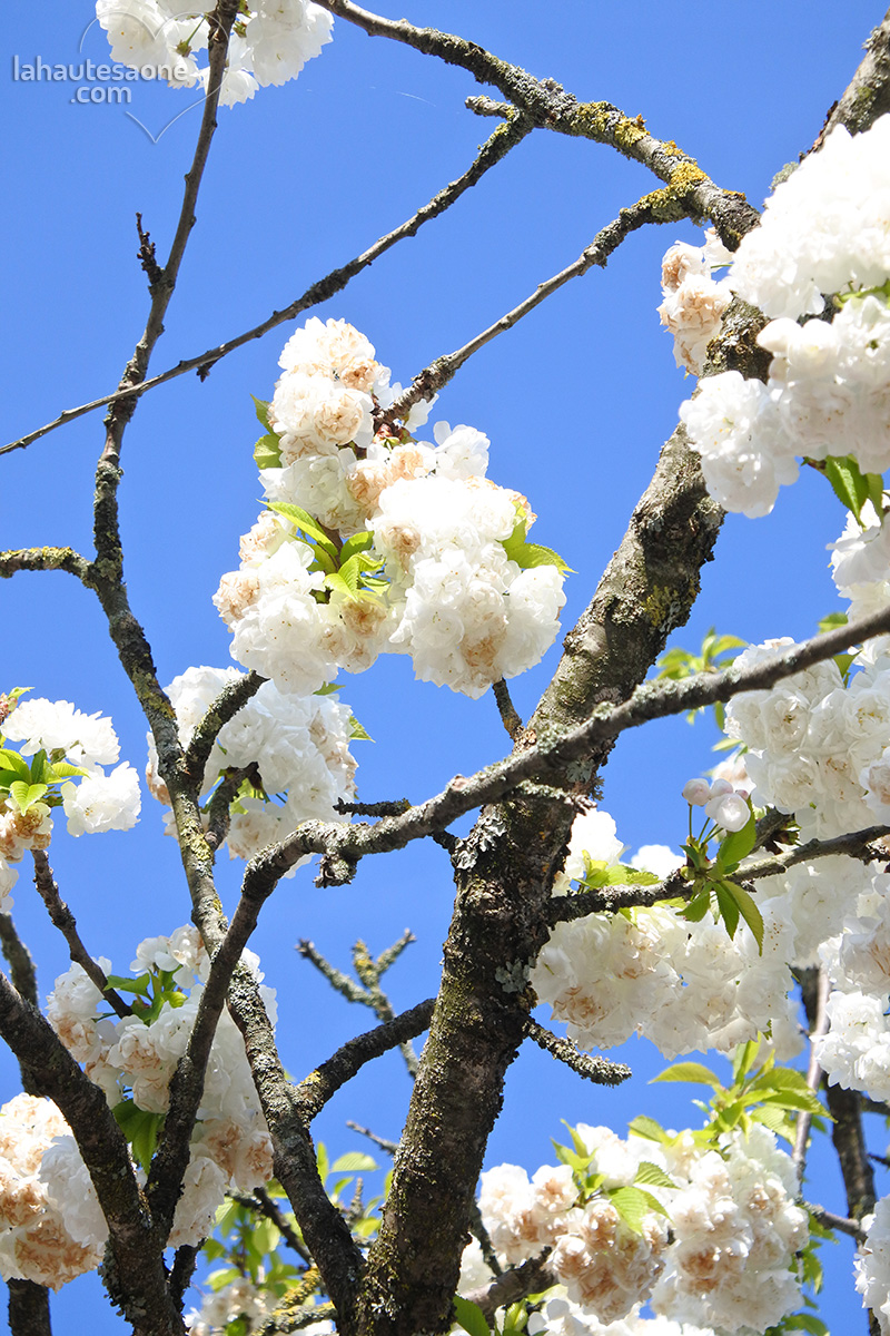 vesoul-fleurs-blanches