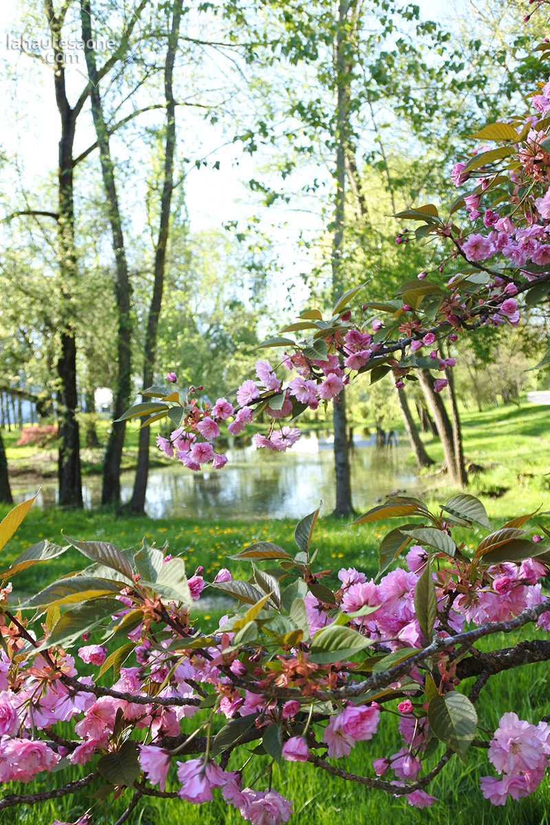 vesoul-fleurs-rose-2