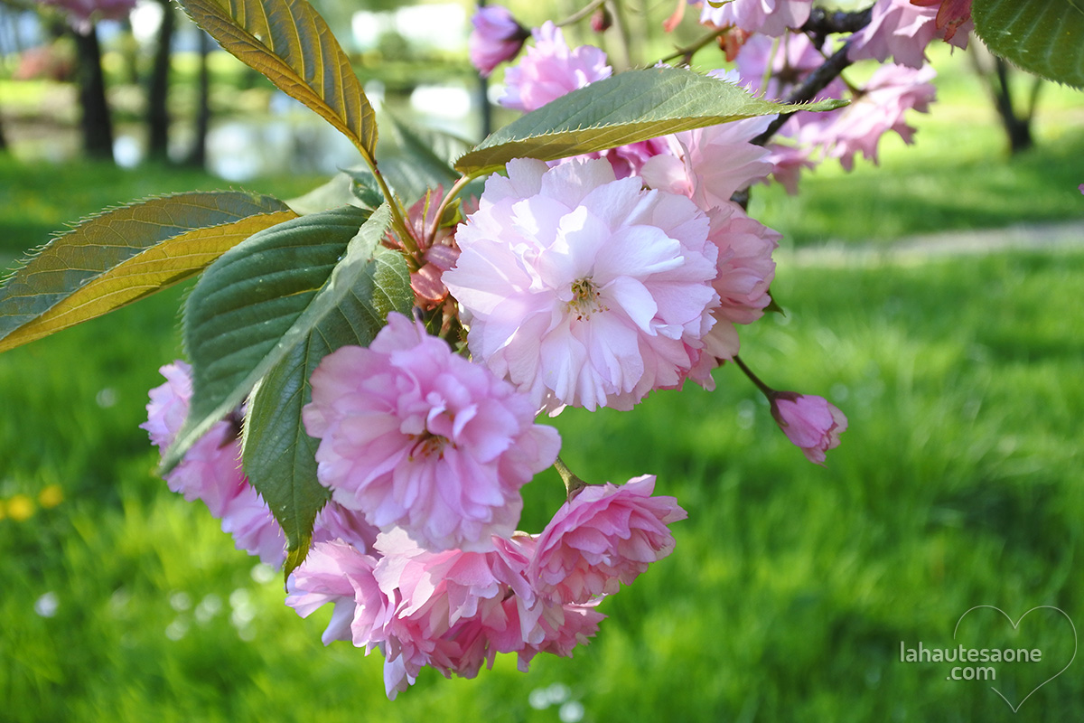 vesoul-fleurs-rose-3