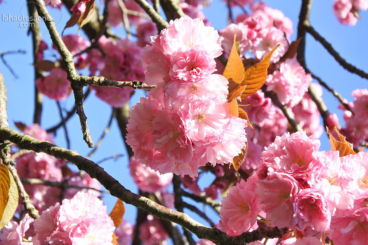 vesoul-fleurs-rose