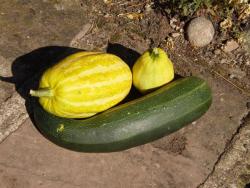 Flan de courgettes