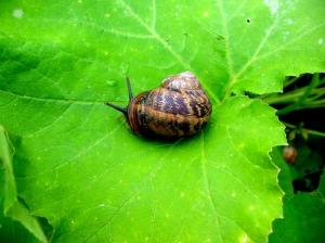 Un escargot qui ne veut pas être mangé...