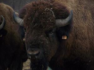 Bisons de Bacara