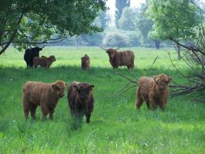 Vaches des Highlands