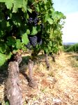 Les vignobles de Champlitte